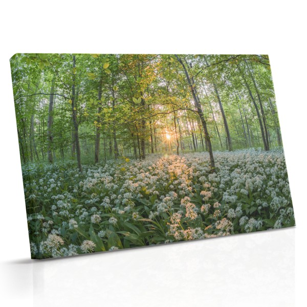 Impression sur toile Prairie de fleurs sauvages ensoleillée