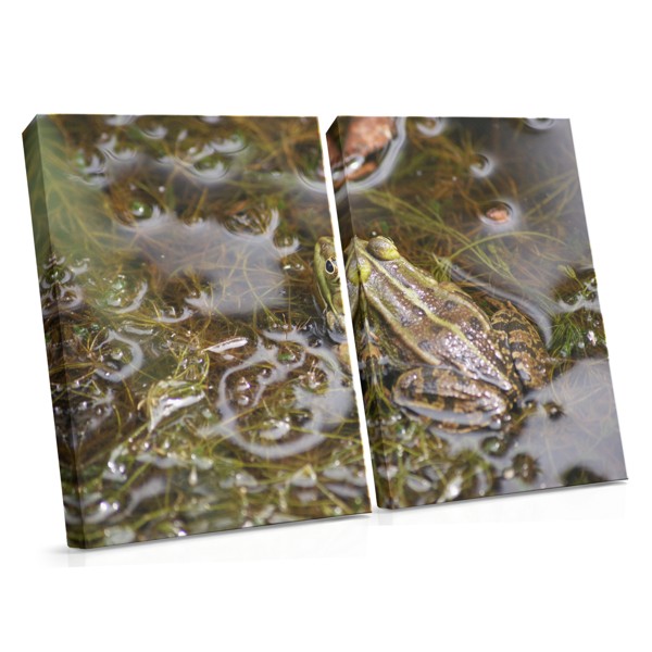 Groene boomkikker op tak canvas print
