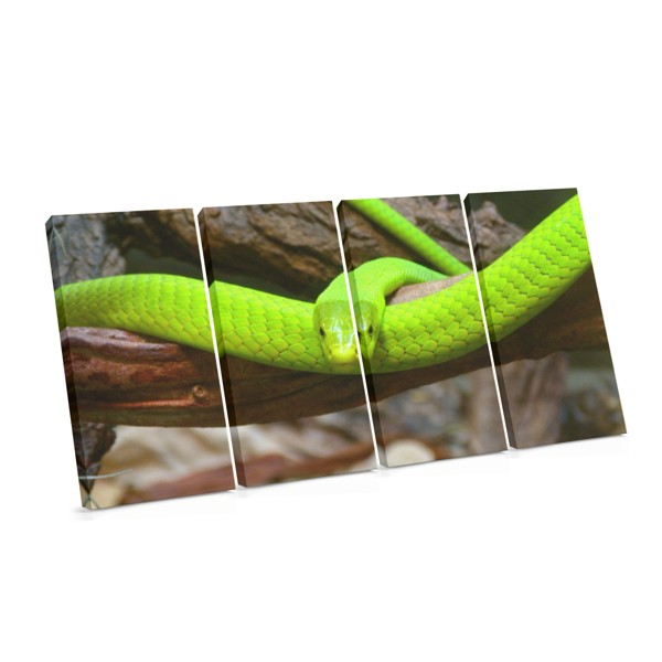 Impressão em Tela de Cobra-verde em Ramo
