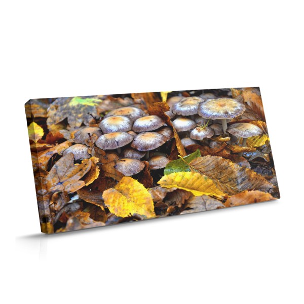 Toile Champignons de Forêt Automnale