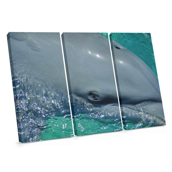 Delfin Underwater Canvas Print