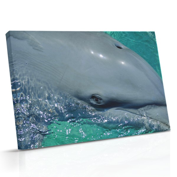 Un delfin se mișcă prin apă albastră închisă, capturat în mișcare în timp ce lumina se filtrează de la suprafață
