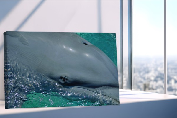Tablou Canvas Delfin Subacvatic - pe perete într-un interior