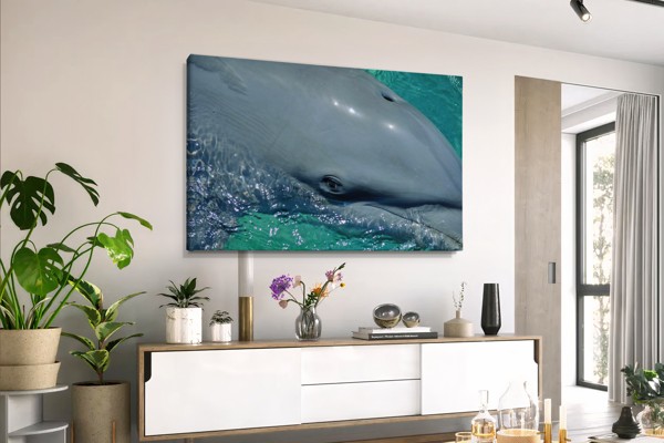 Tablou Canvas Delfin Subacvatic - pe perete într-un interior