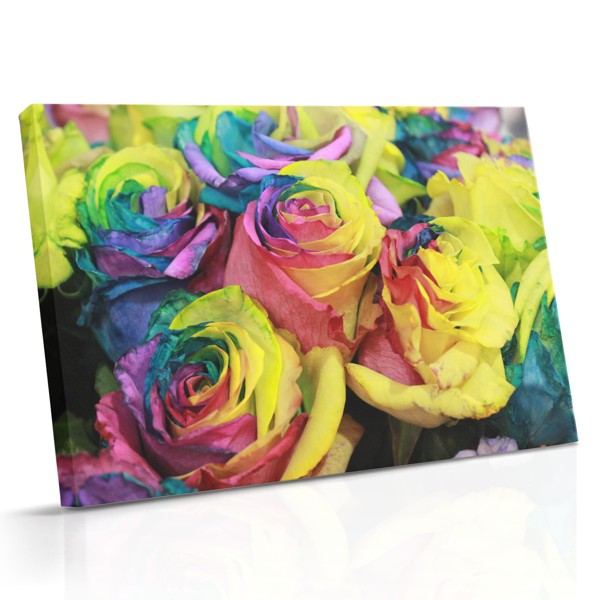 Kleurrijke Roos Explosie Canvas Print