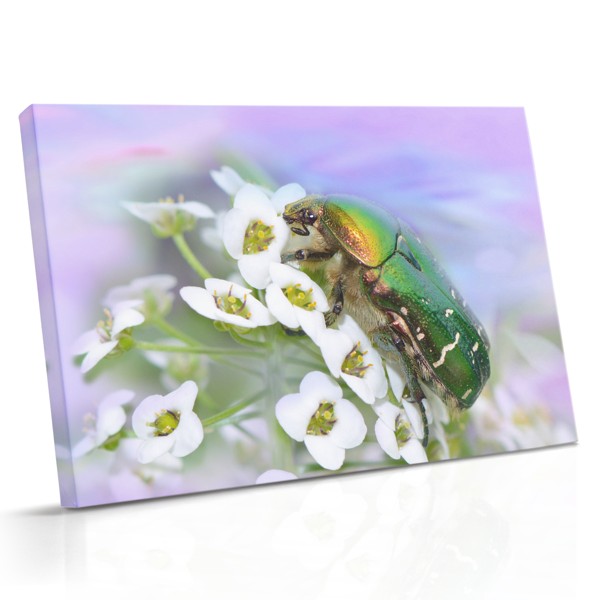 Beetle Explorer on White Flowers Canvas Print
