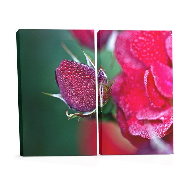 Rose mit Wassertropfen Leinwanddruck
