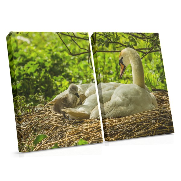 Cygne blanc sur eau sombre - Toile