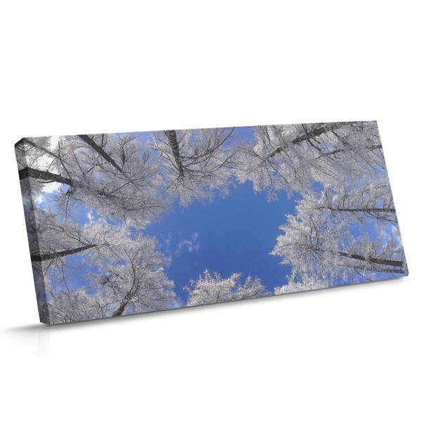 Copaci înalți din pădure se întind către cer, coroana lor filtrând lumina solară prin pete de cer albastru
