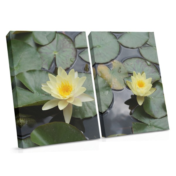 Water Lily Canvas Print - Soft Pink Bloom on Still Water