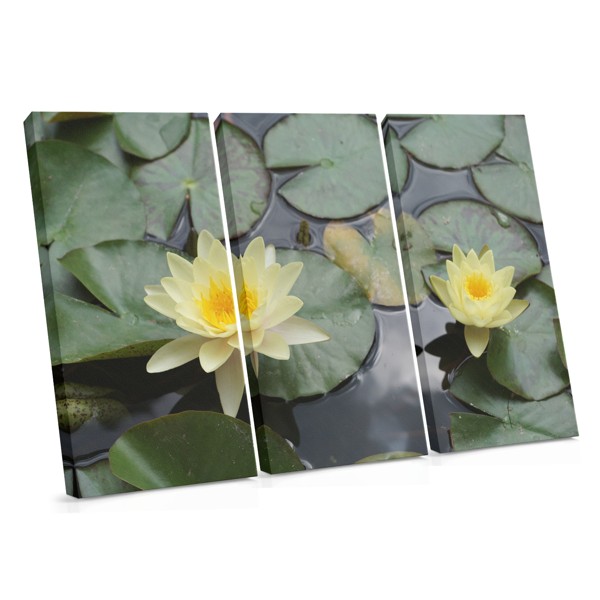 Water Lily Canvas Print - Soft Pink Bloom on Still Water