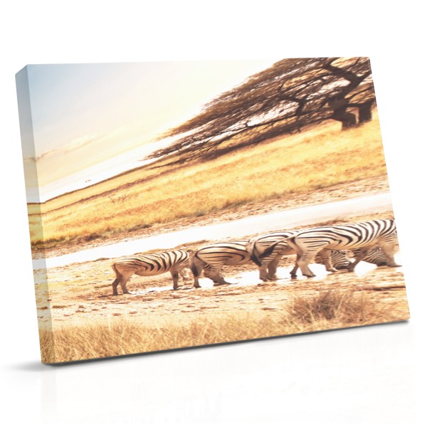 Zebra in Golden Savannah Canvas Print