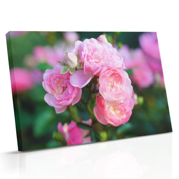 En enkelt lyserød rose i fuld blomst med lagdelte kronblade og blød grøn løvværk