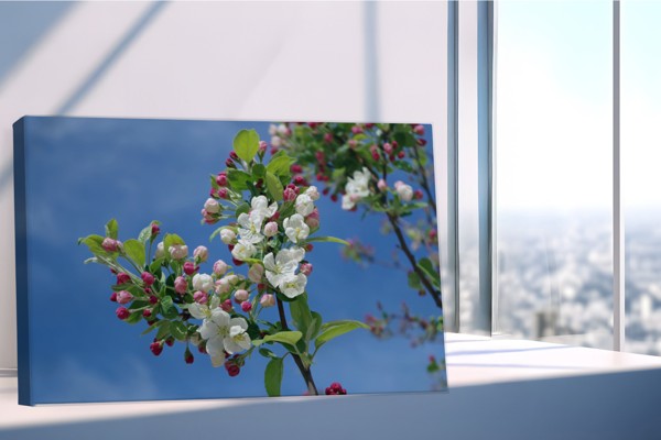 Frühjahrsblüten-Baum Leinwanddruck - an der Wand in einem Raum
