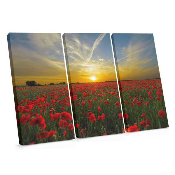 Red Poppy at Sunset Canvas Print