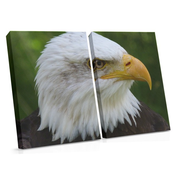Tirage sur toile Portrait d'aigle