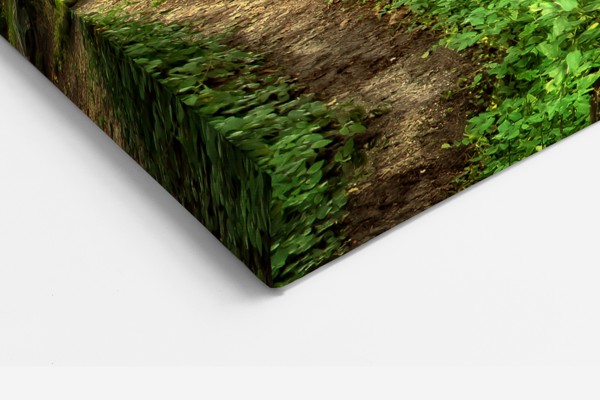 Caminho Florestal com Folhagem Verde Fresca em Tela - na parede num interior