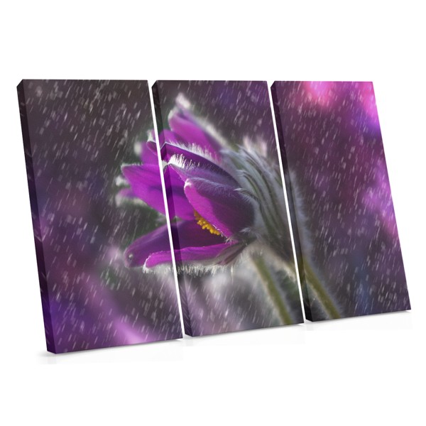 Purple Flower in Rain Canvas Print