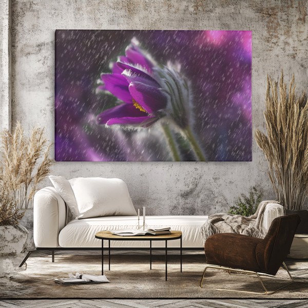 Paarse Bloem in Regen Canvas Print - aan de muur in een interieur