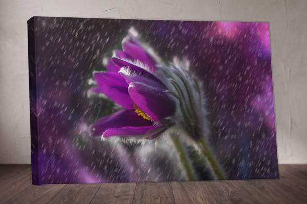 Paarse Bloem in Regen Canvas Print - aan de muur in een interieur