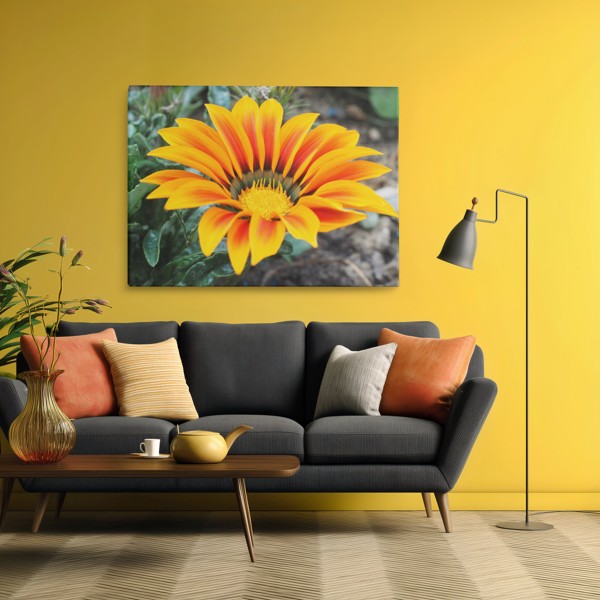 Plátno Gerbera s barevným akcentem na jaře - na stěně v interiéru
