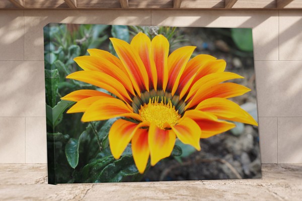 Plátno Gerbera s barevným akcentem na jaře - na stěně v interiéru