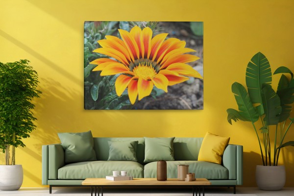 Plátno Gerbera s barevným akcentem na jaře - na stěně v interiéru