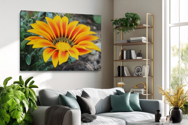 Plátno Gerbera s barevným akcentem na jaře - na stěně v interiéru