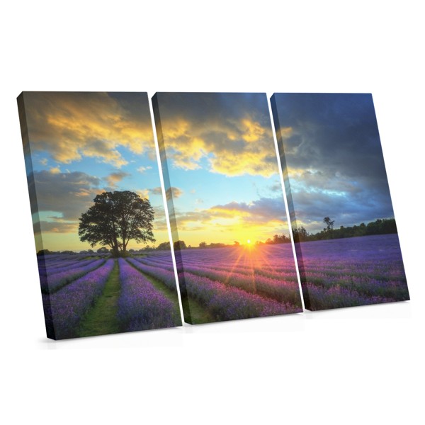 Sunrise at Lavender Fields Canvas Print