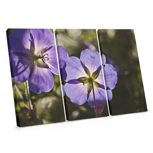Violets in Bloom Canvas Print