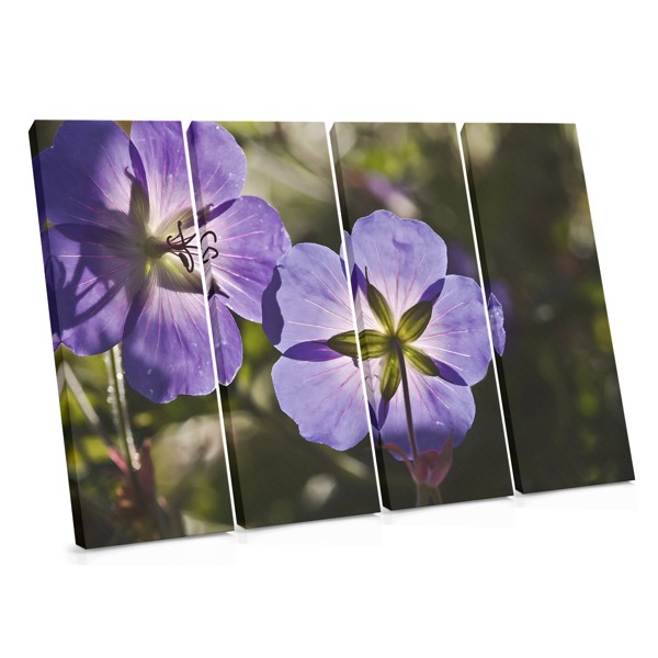 Violets in Bloom Canvas Print