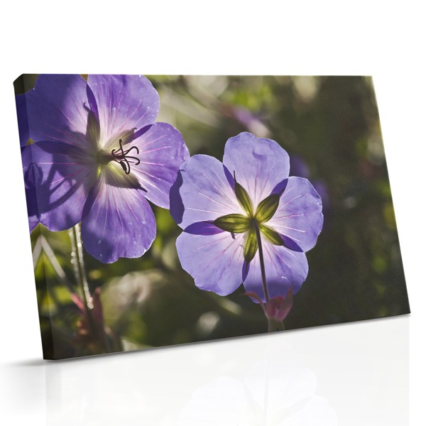 Violete u Cvatu Platno Ispis