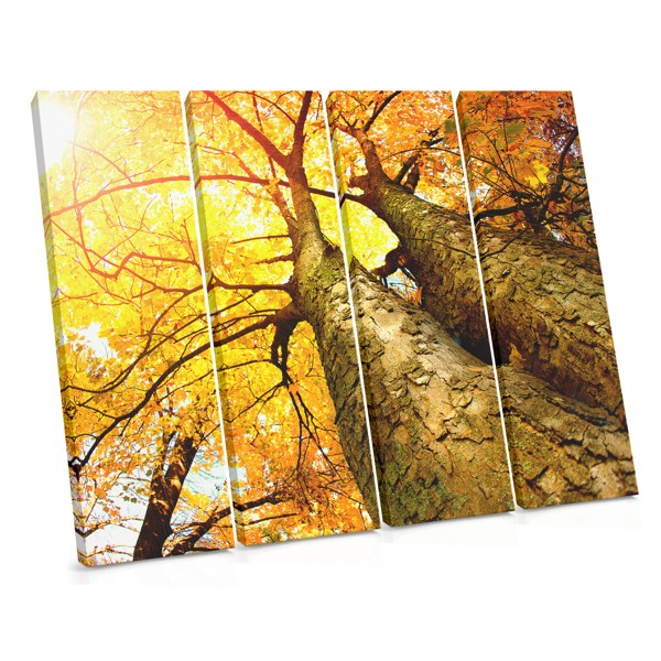 Autumn Forest Tree Close-Up Canvas Print