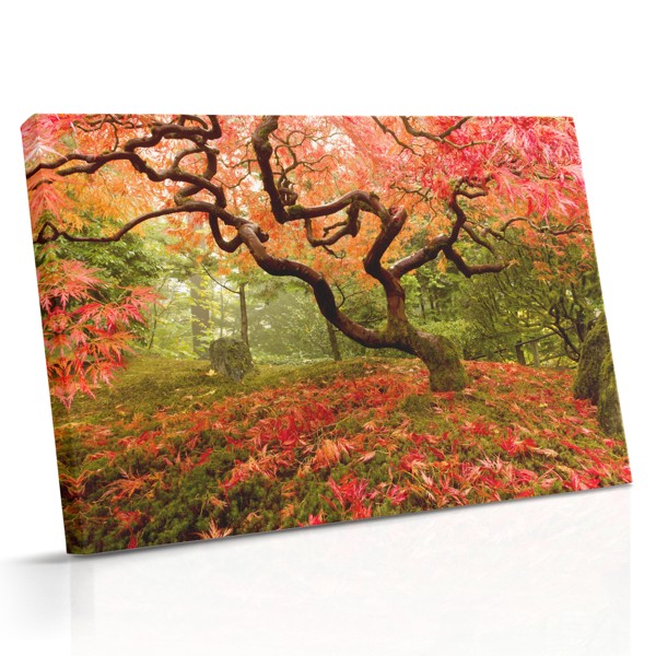 Rudens Meža Taka Audekla Prints