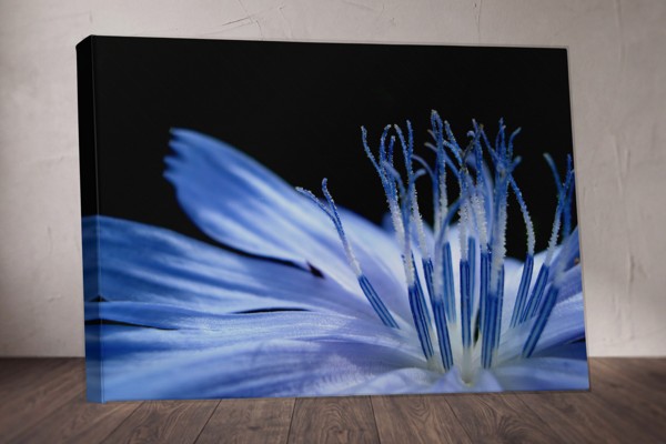 Blaue Makro-Blüte Leinwanddruck - an der Wand in einem Raum