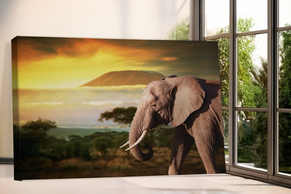 Elefant vid solnedgång canvastryck - på väggen i ett rum