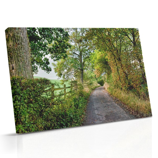 Lesní cesta přes zelený tunel - plátno