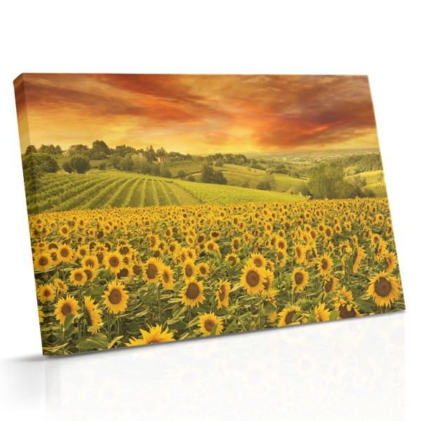 Stampa su Tela Campo di Girasoli Dorati