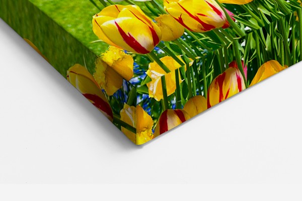 Tulip Field Canvas Print - Vivid Floral Landscape - on the wall in a room interior
