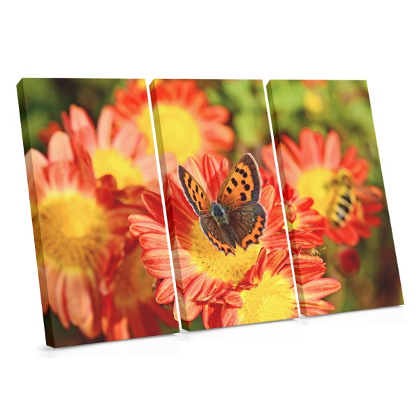 Butterfly on Pink Flower Canvas Print