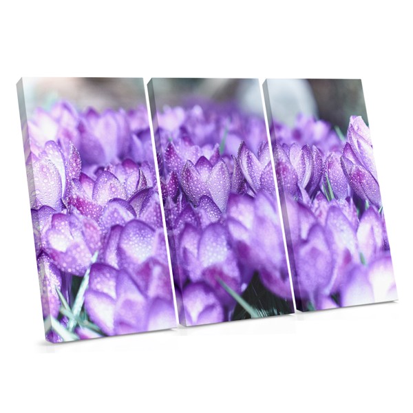 Violet Crocus Bouquet Canvas Print