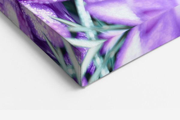Violetu kroku pušķis - audekla prints - uz sienas telpā