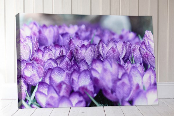 Violetu kroku pušķis - audekla prints - uz sienas telpā