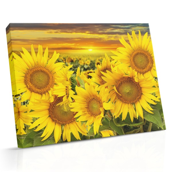 Girasoli gialli brillanti in piena fioritura su fogliame verde morbido