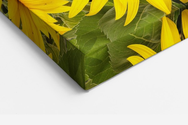 Stampa su Tela Girasoli in Fiore - alla parete in un interno