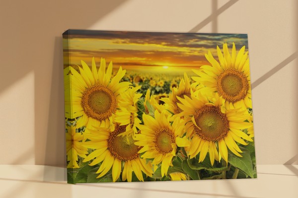 Stampa su Tela Girasoli in Fiore - alla parete in un interno