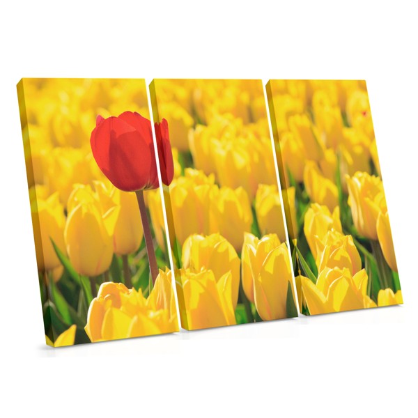Rote Tulpe im gelben Feld Leinwanddruck