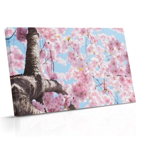 Spring Pink Cherry Blossom Tree Canvas Print