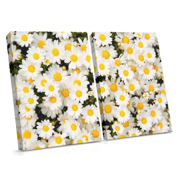 Marguerites Blanches sur Toile Bleue