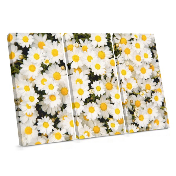 White Daisies on Blue Canvas Print